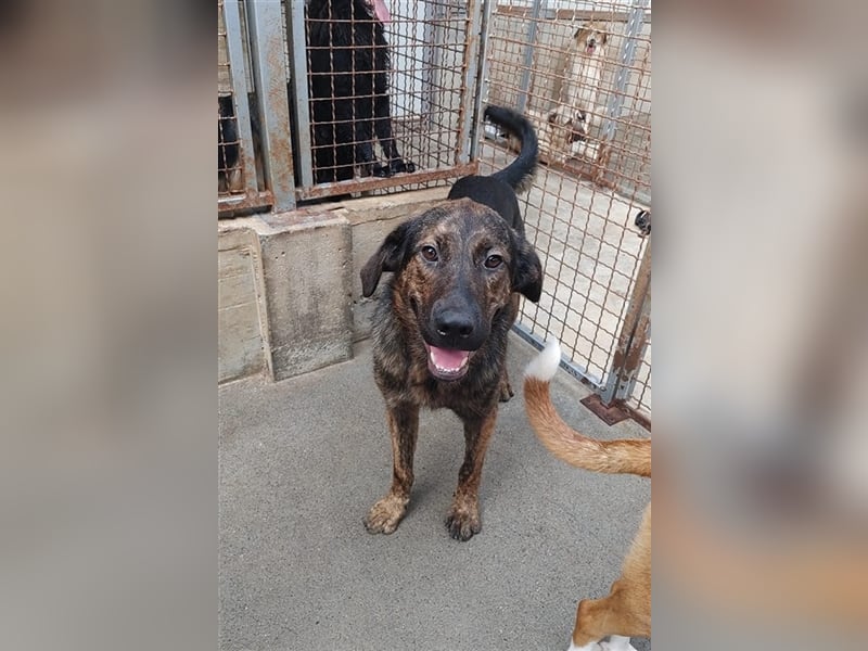Pepe junger Schäferhund Mischling Rüde Junghund sucht Zuhause oder Pflegestelle