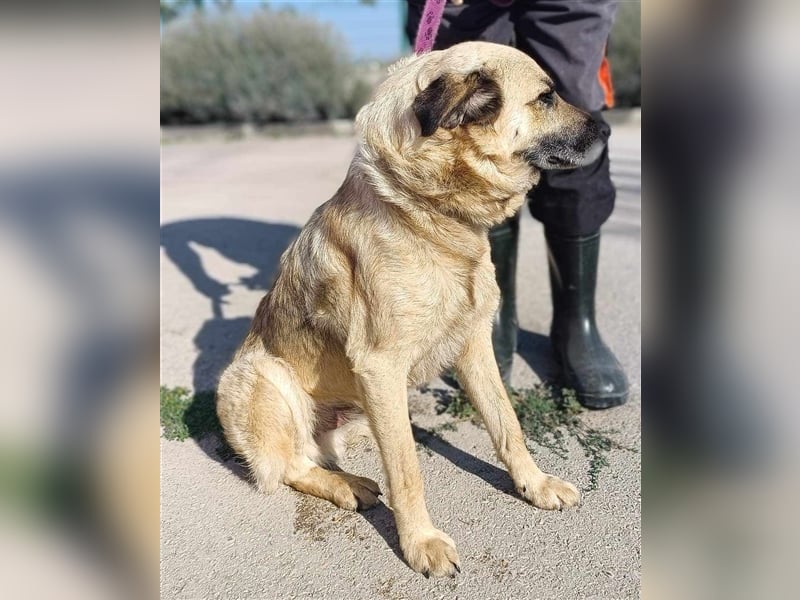 Oskar junger Schäferhund Mischlingshund Mischling Rüde Junghund sucht Zuhause oder Pflegestelle