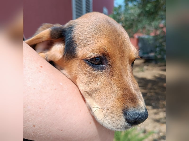 Ocean Welpe Jagdhund Mischling Rüde Junghund sucht Zuhause oder Pflegestelle