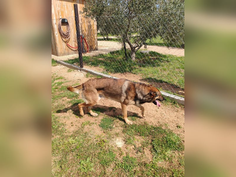 Rex liebenswerter, junger Malinois / Schäferhund Mischling Rüde sucht Zuhause oder Pflegestelle