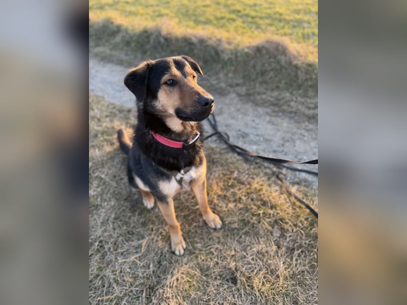 Bart unkomplizierter Schäferhund Mischling Rüde sucht Zuhause für immer