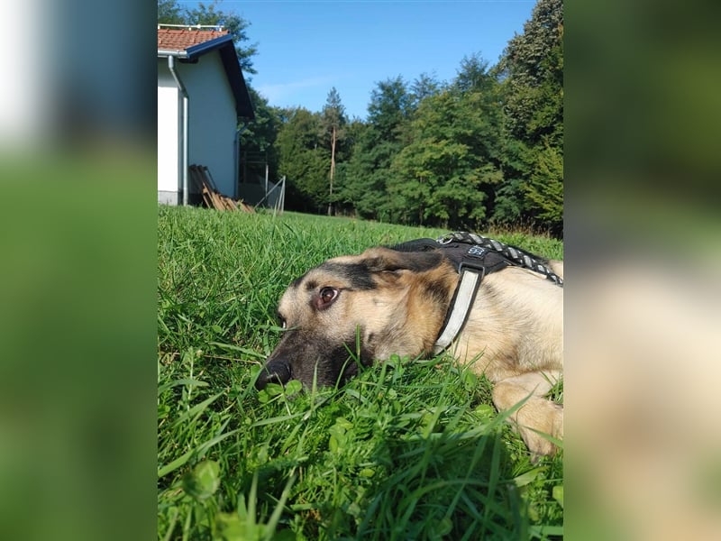Buddy Schäferhund Mischlingsrüde Mischling Rüde Junghund sucht Zuhause oder Pflegestelle