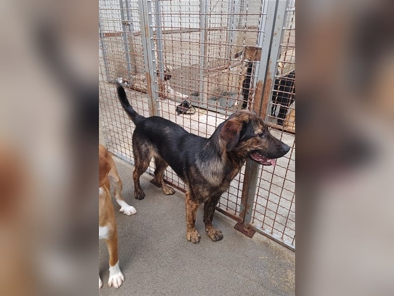 Pepe junger Schäferhund Mischling Rüde Junghund sucht Zuhause oder Pflegestelle
