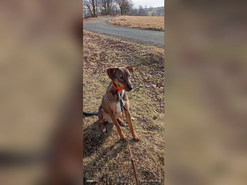 Rudi Mischling Jagdhund Rüde Junghund sucht Zuhause für immer