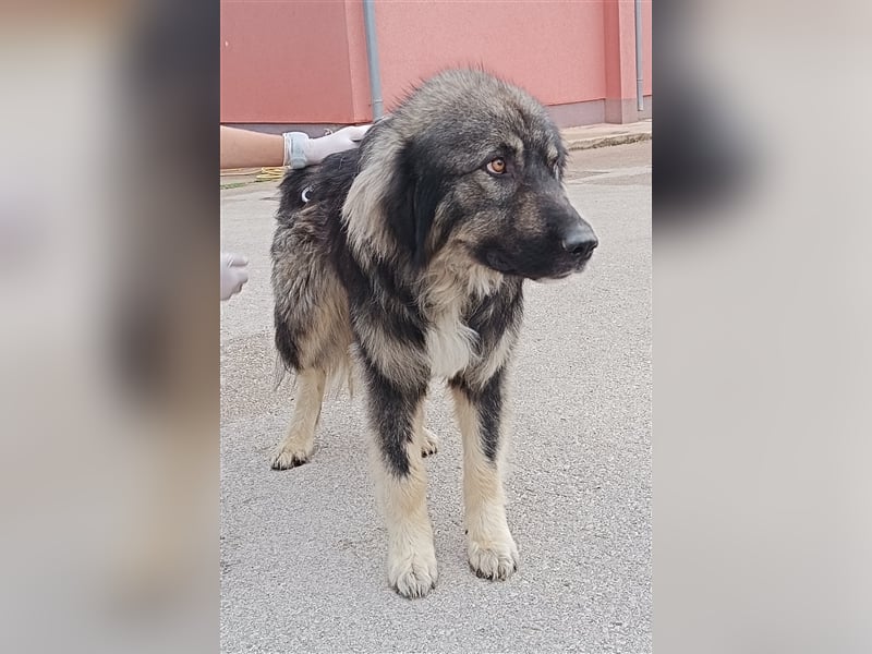 Tyson junger, großer Sarplaninac Mischlingshund Mischling Rüde Junghund sucht Zuhause oder PS