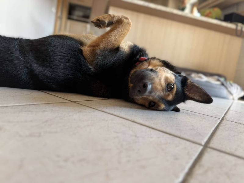 Bart unkomplizierter Schäferhund Mischling Rüde sucht Zuhause für immer