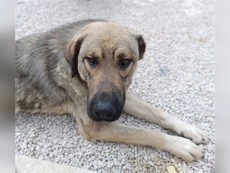Mufasa Herdenschutz- / Schäferhundmischling Rüde Mischling sucht Zuhause oder Pflegestelle