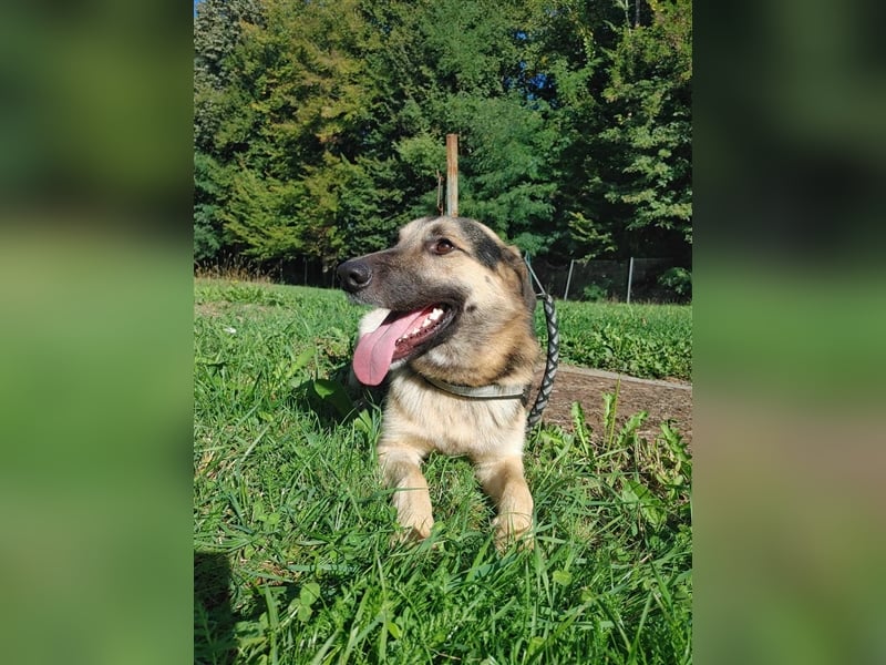 Buddy Schäferhund Mischlingsrüde Mischling Rüde Junghund sucht Zuhause oder Pflegestelle