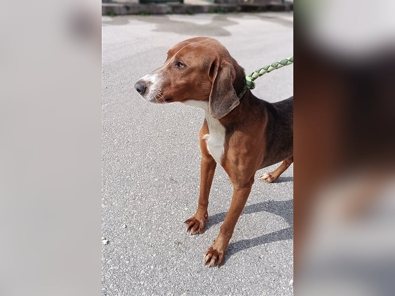 Sushi Posavski Gonic Mischlingshund Mischling Rüde jung verträglich sucht Zuhause oder Pflegestelle