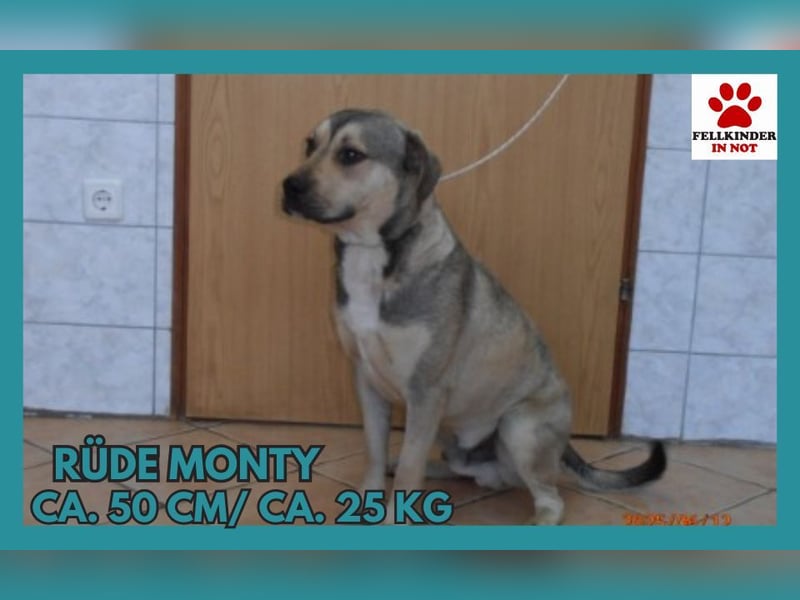 Monty Mischlingsrüde Mischling Rüde sucht Zuhause oder Pflegestelle
