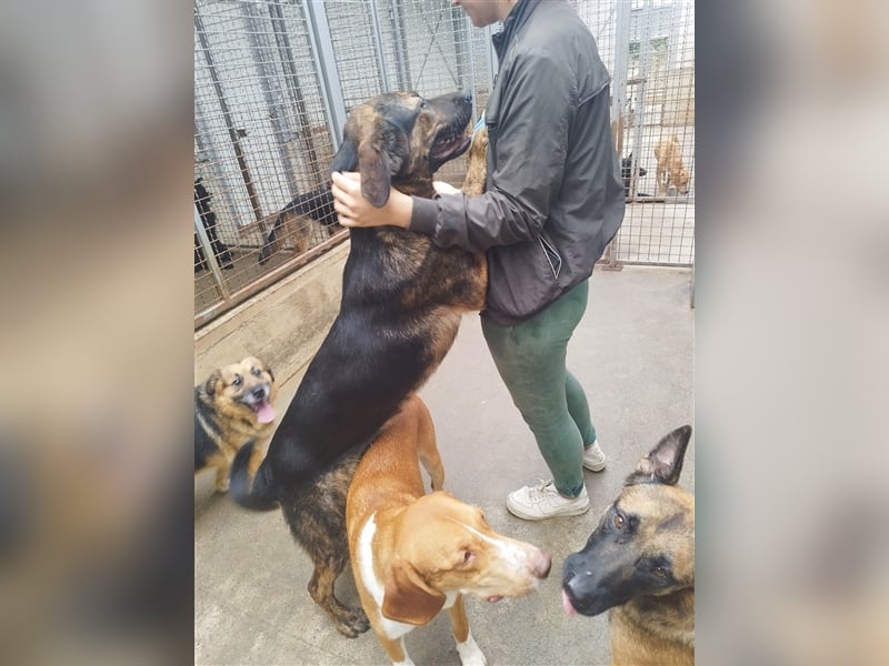 Pepe junger Schäferhund Mischling Rüde Junghund sucht Zuhause oder Pflegestelle