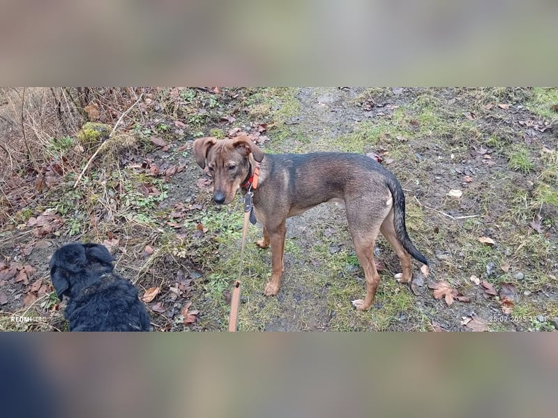 Rudi Mischling Jagdhund Rüde Junghund sucht Zuhause für immer