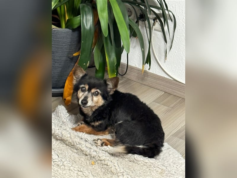 Wiggle älterer, kleiner Mischlingsrüde Mischling Rüde sucht Zuhause für immer