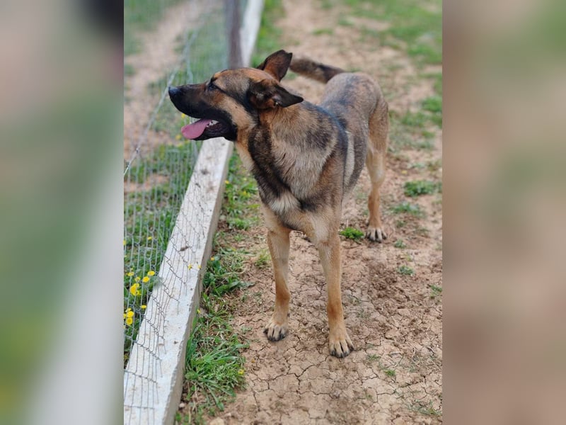 Rex liebenswerter, junger Malinois / Schäferhund Mischling Rüde sucht Zuhause oder Pflegestelle