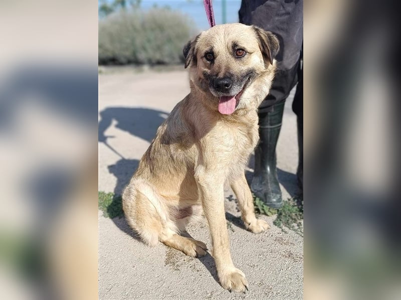 Oskar junger Schäferhund Mischlingshund Mischling Rüde Junghund sucht Zuhause oder Pflegestelle