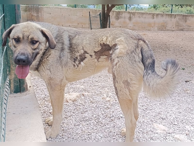 Mufasa Herdenschutz- / Schäferhundmischling Rüde Mischling sucht Zuhause oder Pflegestelle