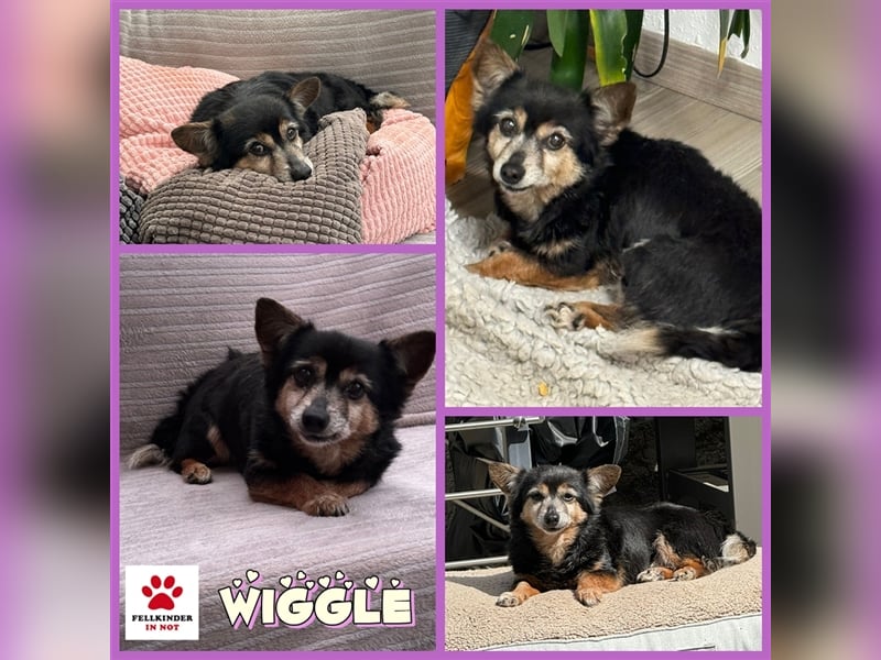 Wiggle älterer, kleiner Mischlingsrüde Mischling Rüde sucht Zuhause für immer