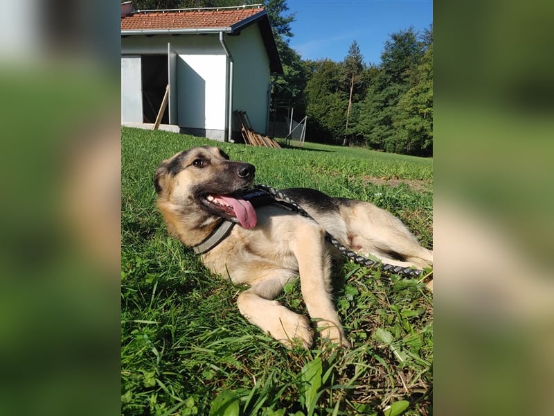 Buddy Schäferhund Mischlingsrüde Mischling Rüde Junghund sucht Zuhause oder Pflegestelle