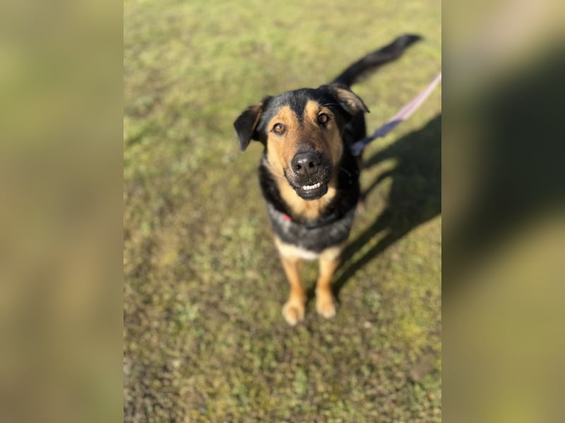 Bart unkomplizierter Schäferhund Mischling Rüde sucht Zuhause für immer