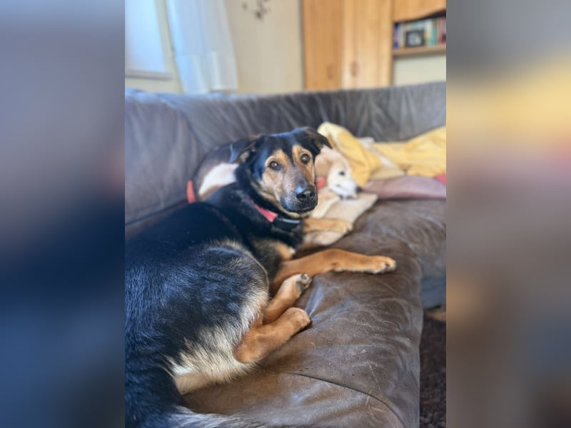 Bart unkomplizierter Schäferhund Mischling Rüde sucht Zuhause für immer