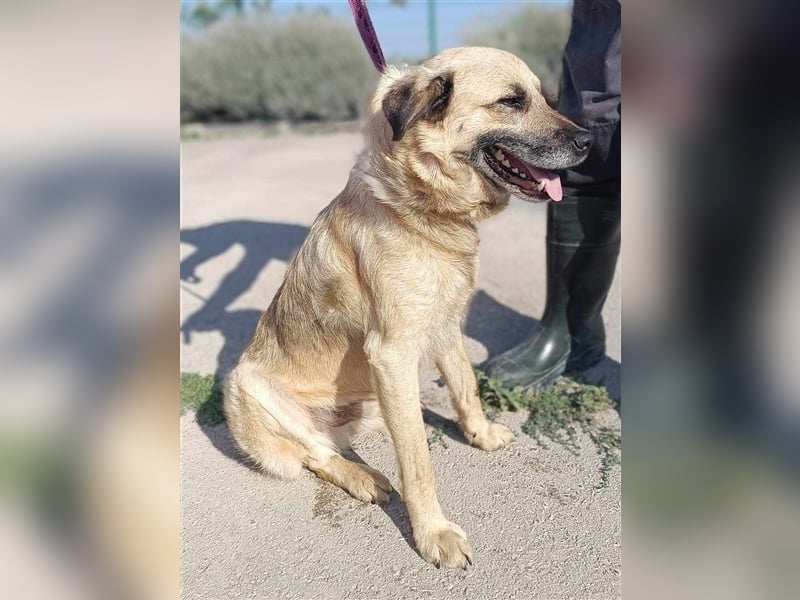Oskar junger Schäferhund Mischlingshund Mischling Rüde Junghund sucht Zuhause oder Pflegestelle