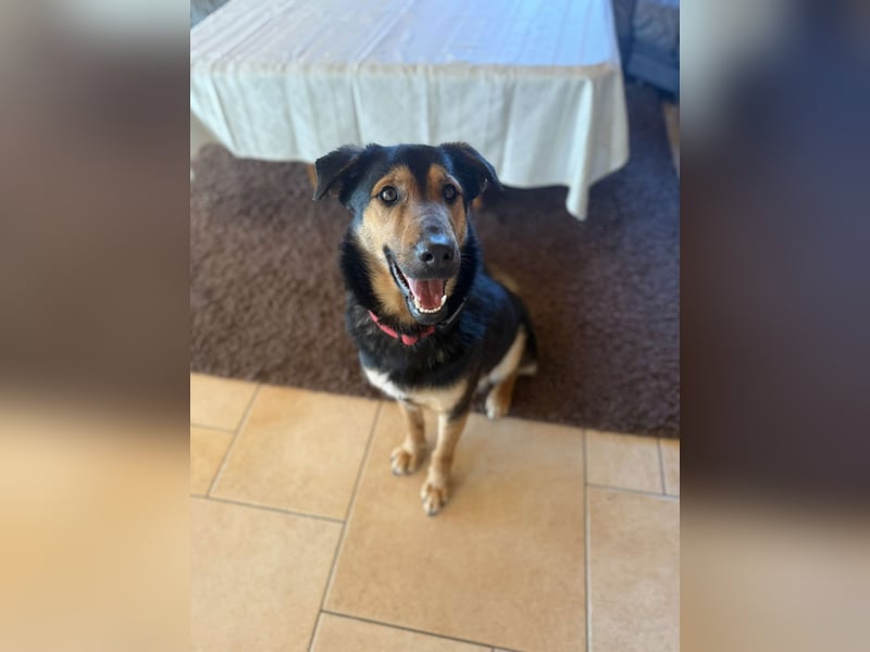 Bart unkomplizierter Schäferhund Mischling Rüde sucht Zuhause für immer