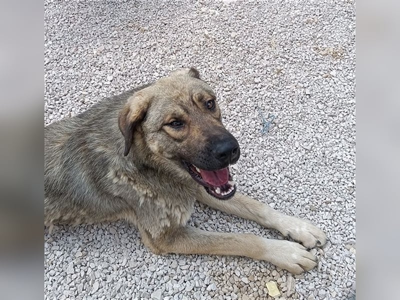 Mufasa Herdenschutz- / Schäferhundmischling Rüde Mischling sucht Zuhause oder Pflegestelle