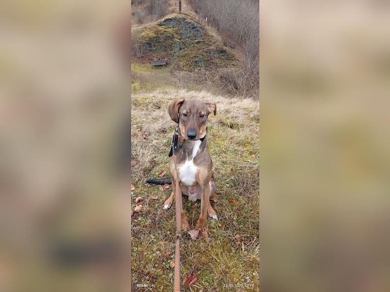 Rudi Mischling Jagdhund Rüde Junghund sucht Zuhause für immer