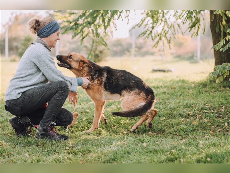 Sparks sucht ein Zuhause oder Pflegestelle
