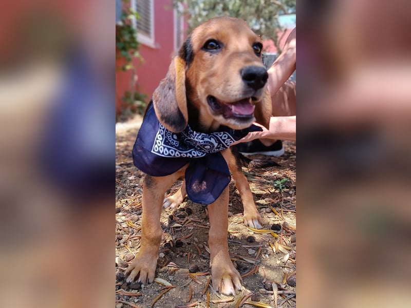 Ocean Welpe Jagdhund Mischling Rüde Junghund sucht Zuhause oder Pflegestelle