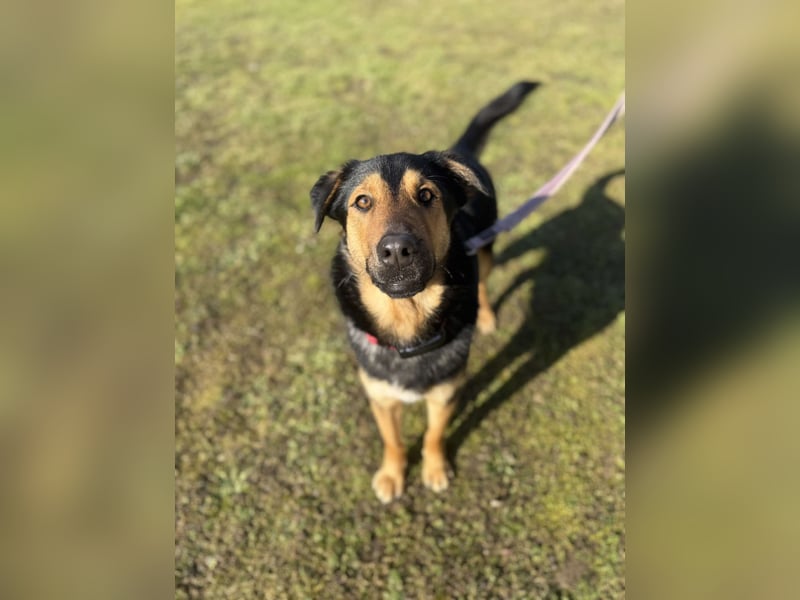 Bart unkomplizierter Schäferhund Mischling Rüde sucht Zuhause für immer