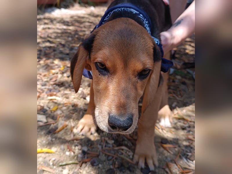 Ocean Welpe Jagdhund Mischling Rüde Junghund sucht Zuhause oder Pflegestelle