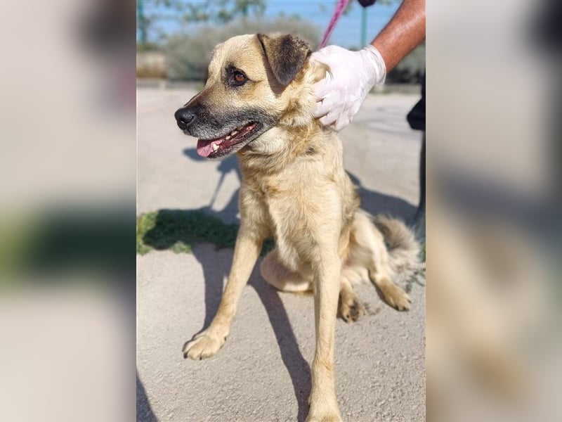 Oskar junger Schäferhund Mischlingshund Mischling Rüde Junghund sucht Zuhause oder Pflegestelle