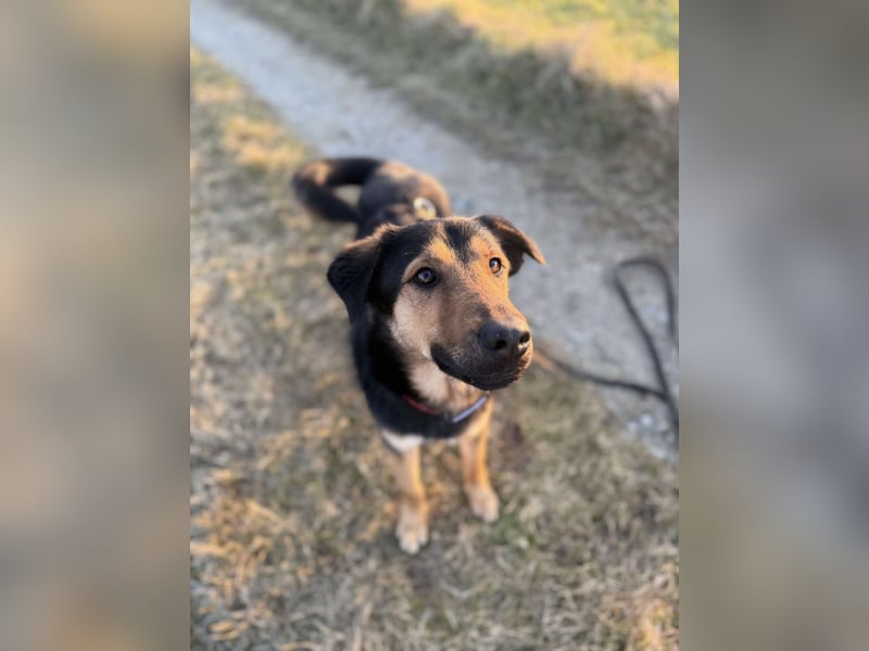 Bart unkomplizierter Schäferhund Mischling Rüde sucht Zuhause für immer