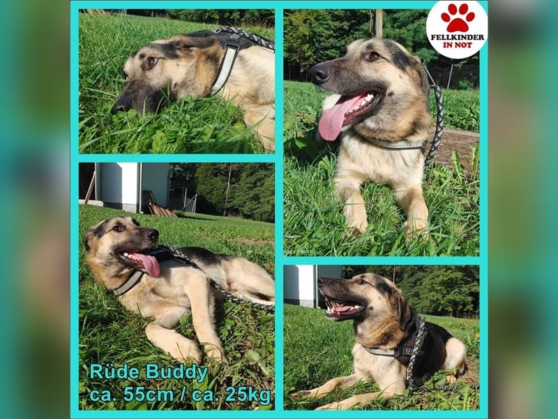 Buddy Schäferhund Mischlingsrüde Mischling Rüde Junghund sucht Zuhause oder Pflegestelle