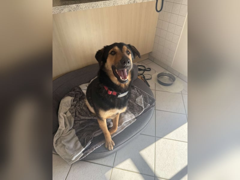 Bart unkomplizierter Schäferhund Mischling Rüde sucht Zuhause für immer