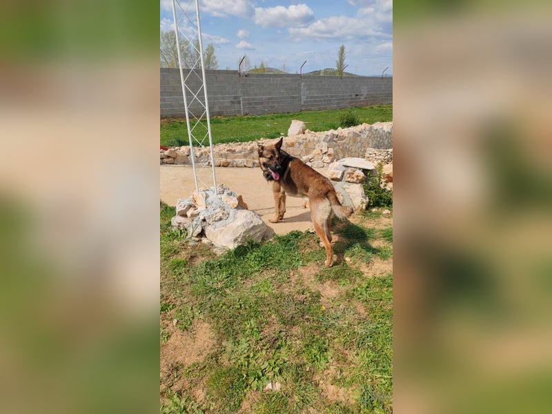Rex liebenswerter, junger Malinois / Schäferhund Mischling Rüde sucht Zuhause oder Pflegestelle