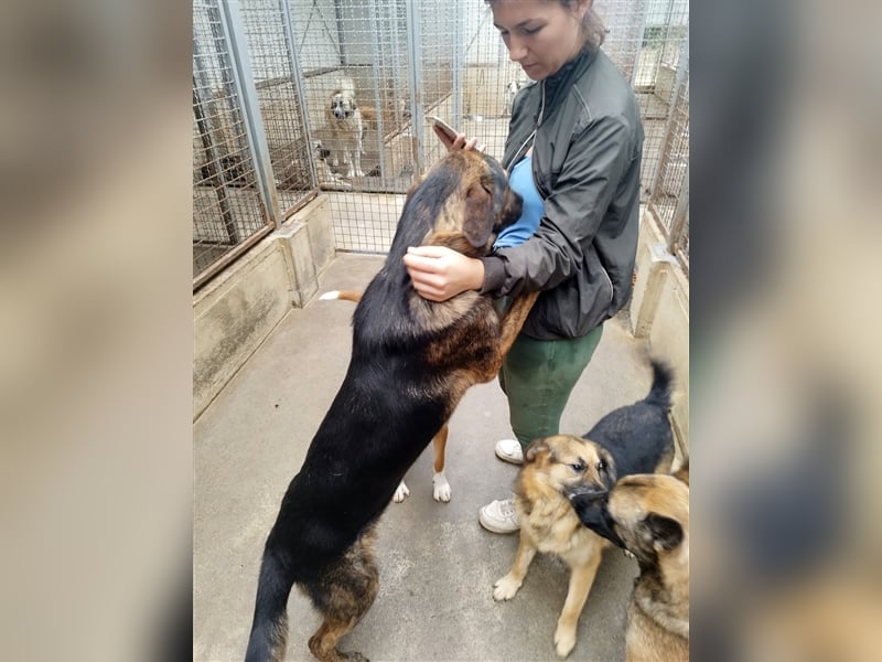 Pepe junger Schäferhund Mischling Rüde Junghund sucht Zuhause oder Pflegestelle
