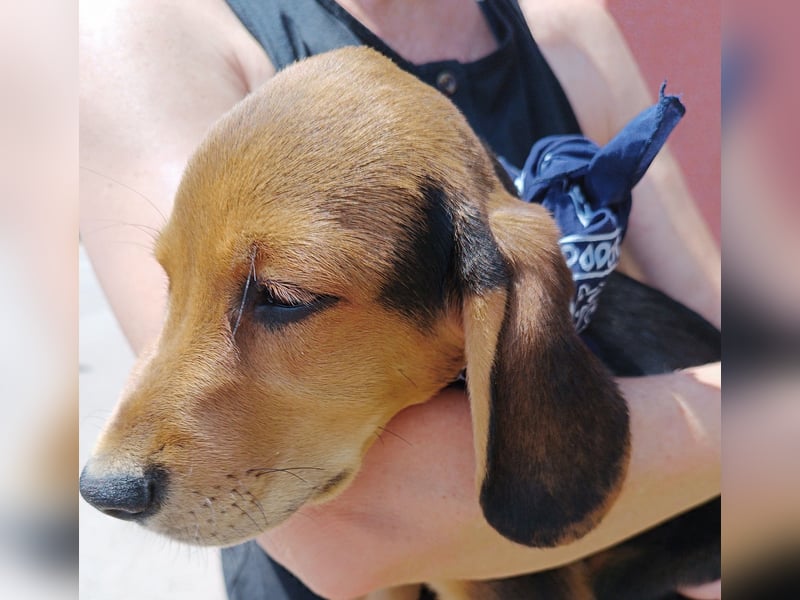 Ocean Welpe Jagdhund Mischling Rüde Junghund sucht Zuhause oder Pflegestelle