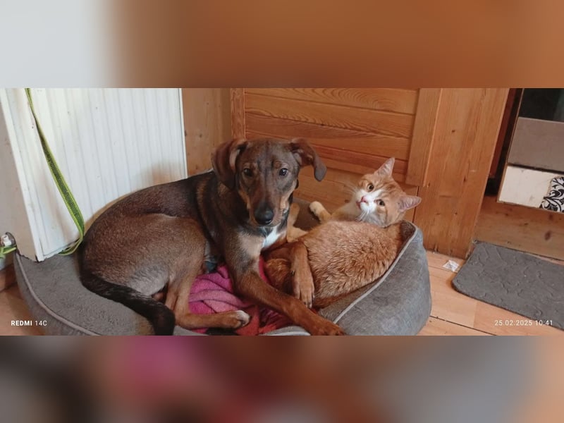 Rudi Mischling Jagdhund Rüde Junghund sucht Zuhause für immer