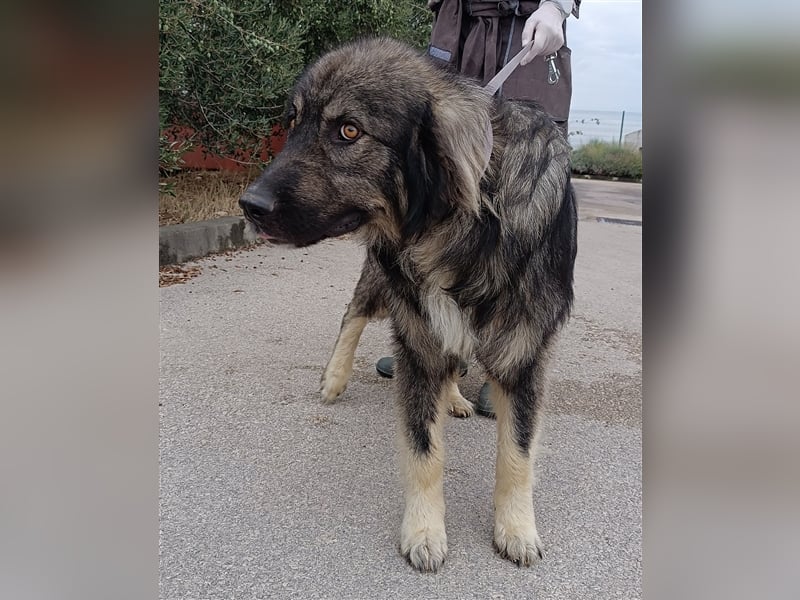 Tyson junger, großer Sarplaninac Mischlingshund Mischling Rüde Junghund sucht Zuhause oder PS