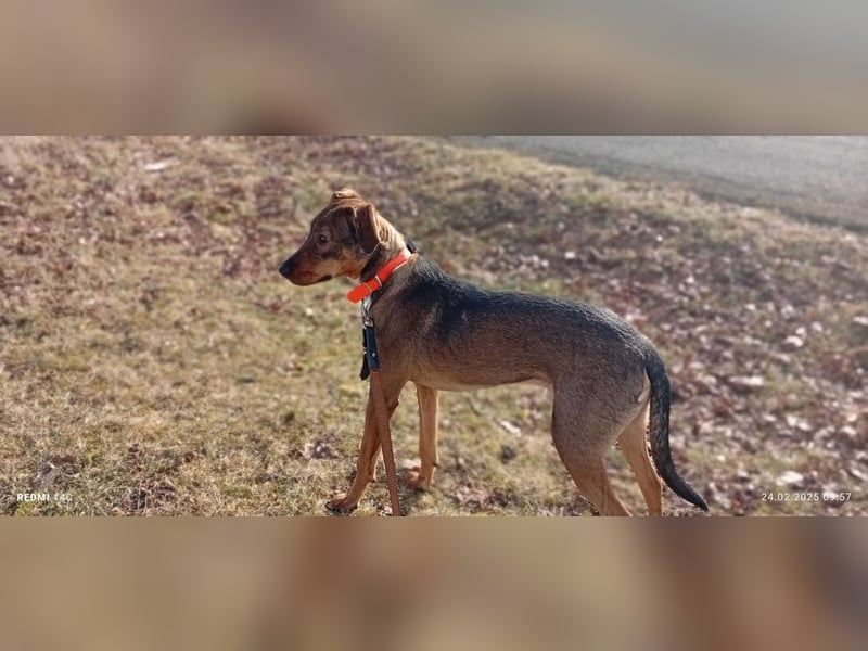 Rudi Mischling Jagdhund Rüde Junghund sucht Zuhause für immer