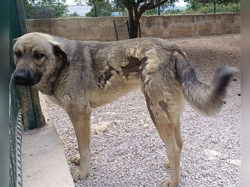 Mufasa Herdenschutz- / Schäferhundmischling Rüde Mischling sucht Zuhause oder Pflegestelle