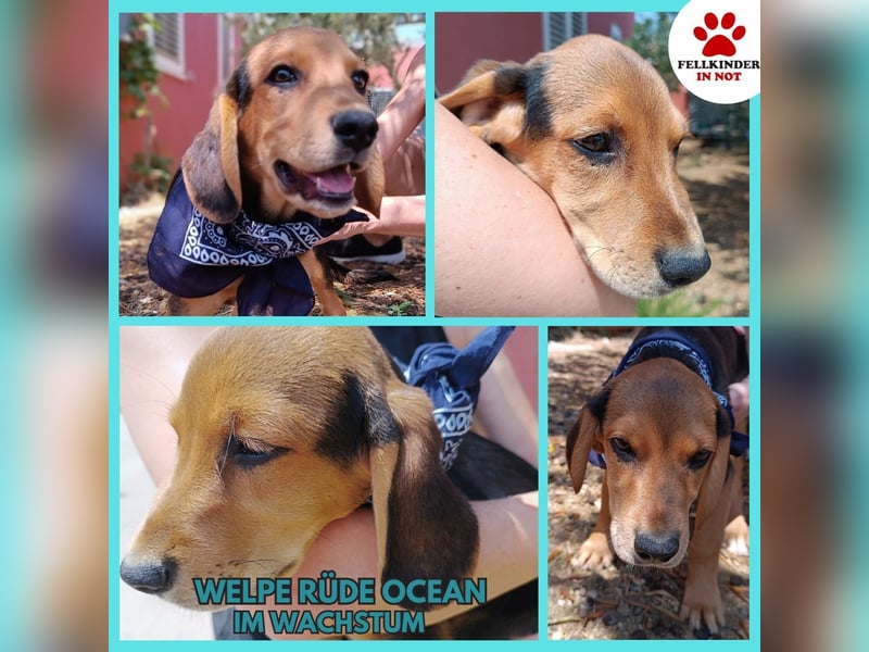 Ocean Welpe Jagdhund Mischling Rüde Junghund sucht Zuhause oder Pflegestelle