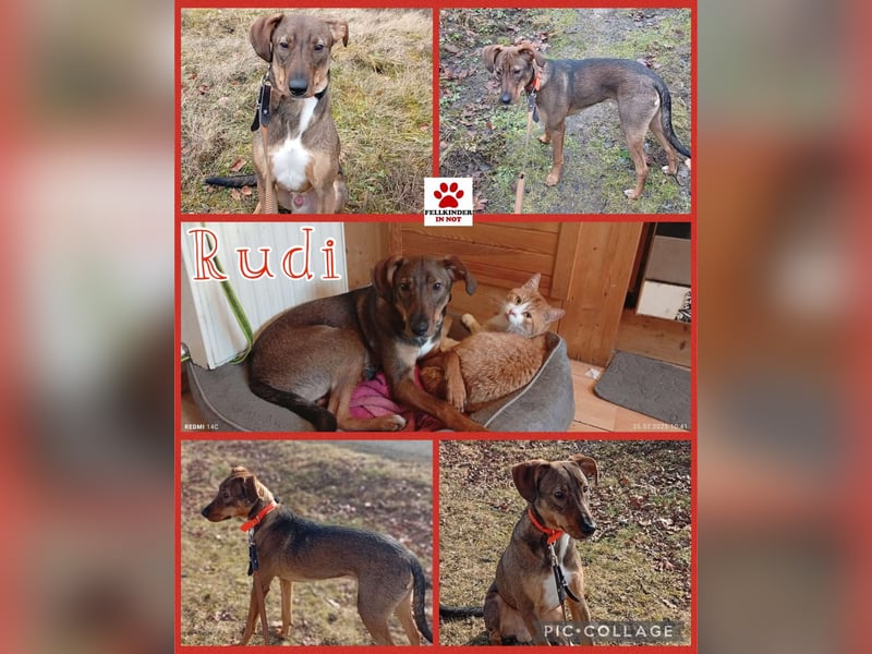 Rudi Mischling Jagdhund Rüde Junghund sucht Zuhause für immer