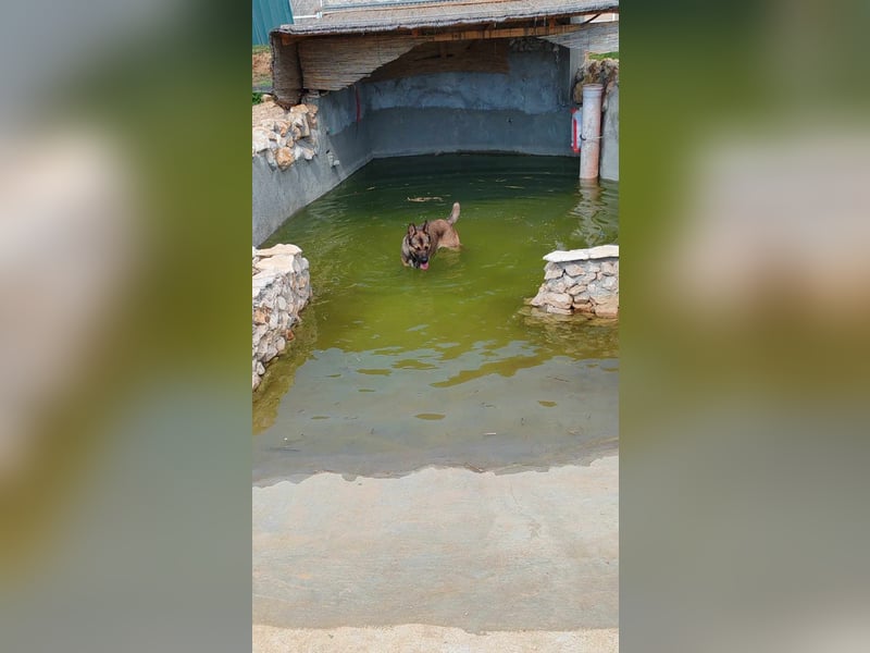 Rex liebenswerter, junger Malinois / Schäferhund Mischling Rüde sucht Zuhause oder Pflegestelle