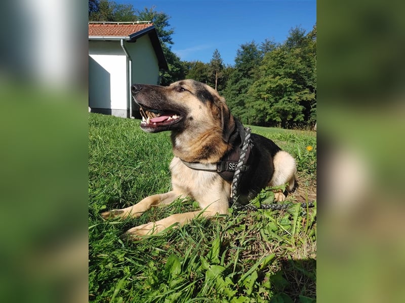 Buddy Schäferhund Mischlingsrüde Mischling Rüde Junghund sucht Zuhause oder Pflegestelle