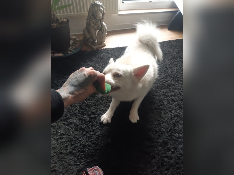 Mini Husky sucht neues schönes zu Hause auf Lebenszeit.