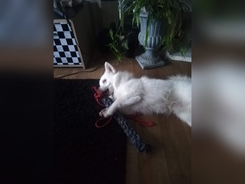 Mini Husky sucht neues schönes zu Hause auf Lebenszeit.