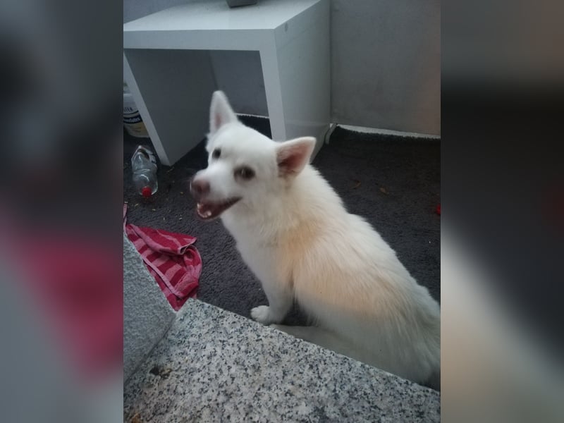 Mini Husky sucht neues schönes zu Hause auf Lebenszeit.